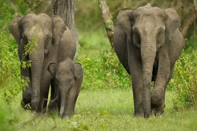 Three-Day Elephant Census Begins Positively in Chittoor District