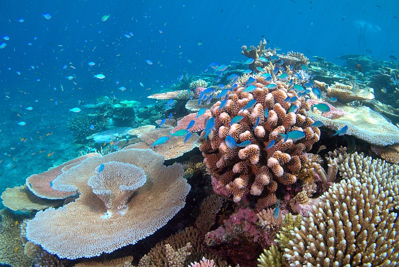 Record Sea Temperatures Trigger Coral Bleaching Crisis in Thailand's Eastern Gulf